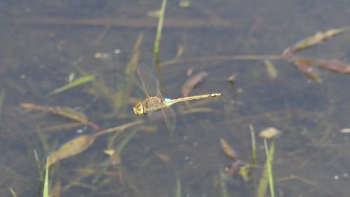 Réf. 341 991 : Anax ephippiger